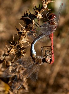 Southern Darter (Sympetrum meridionale) photo