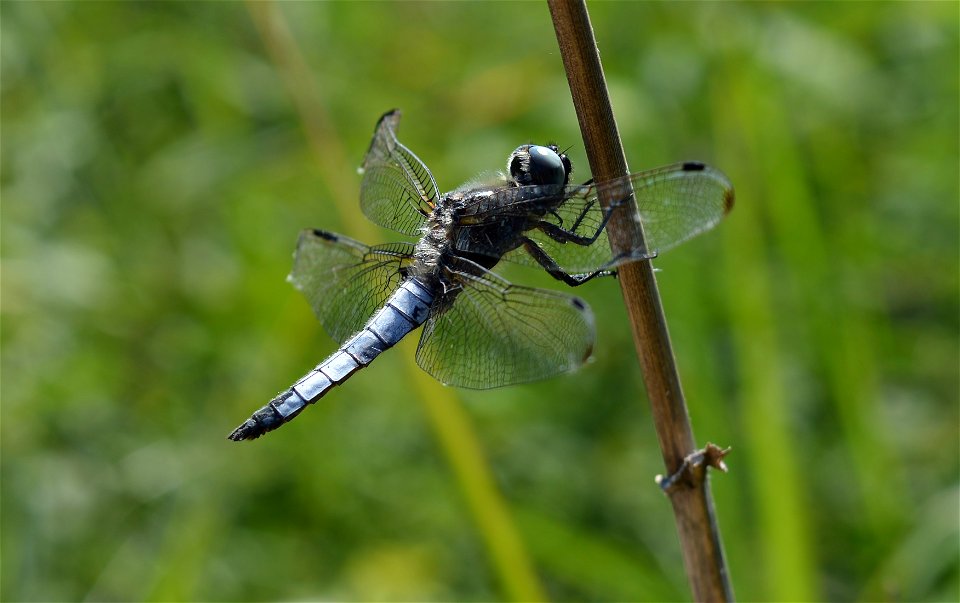 Scarce Chaser (Libellula fulva)