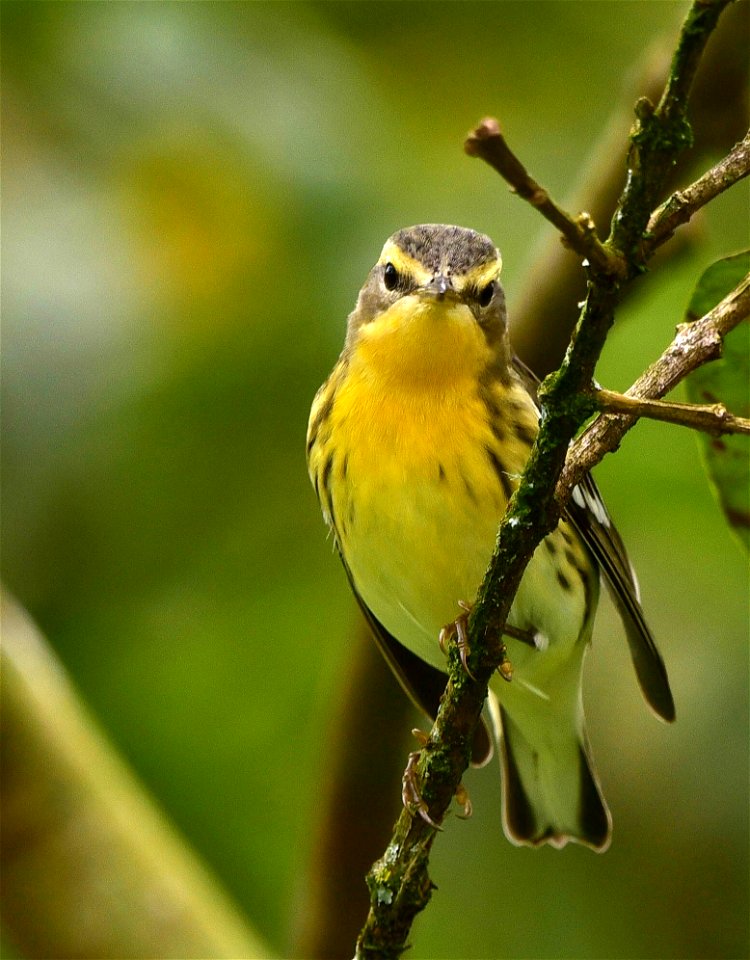 Setophaga fusca - Reinita americana
