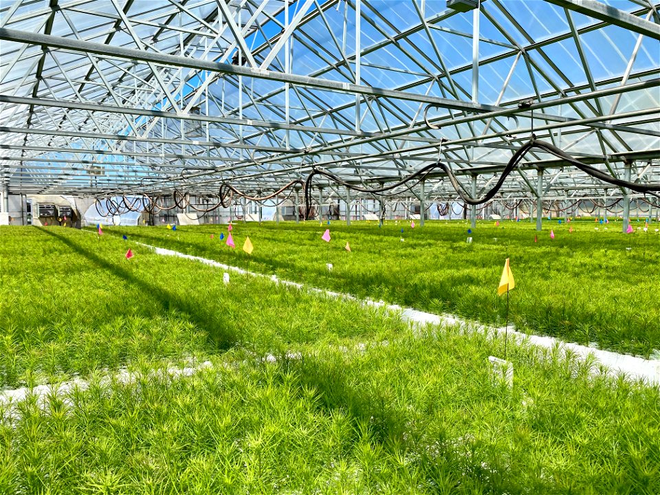 CoeurDAleneNursery-Idaho-003
