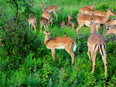 Impalas photo