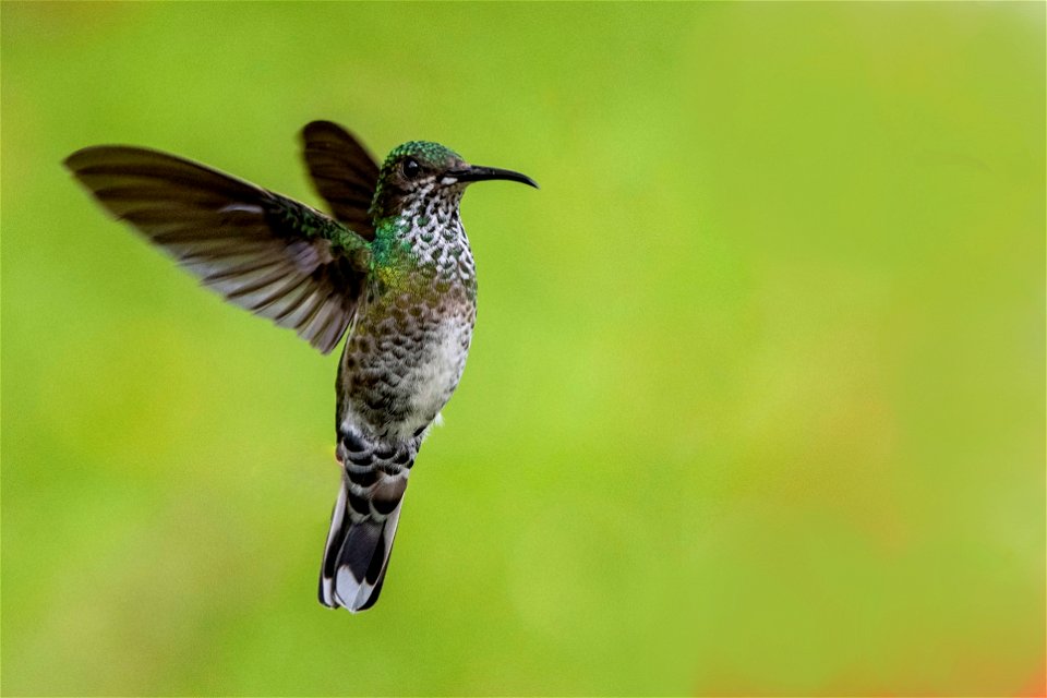 Florisuga mellivora (Colibrí collarejo) - Hembra