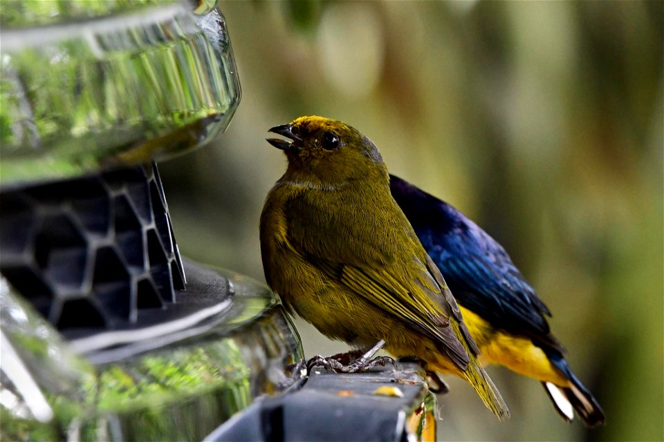 Euphonia xanthogaster (Eufonia común) - Hembra