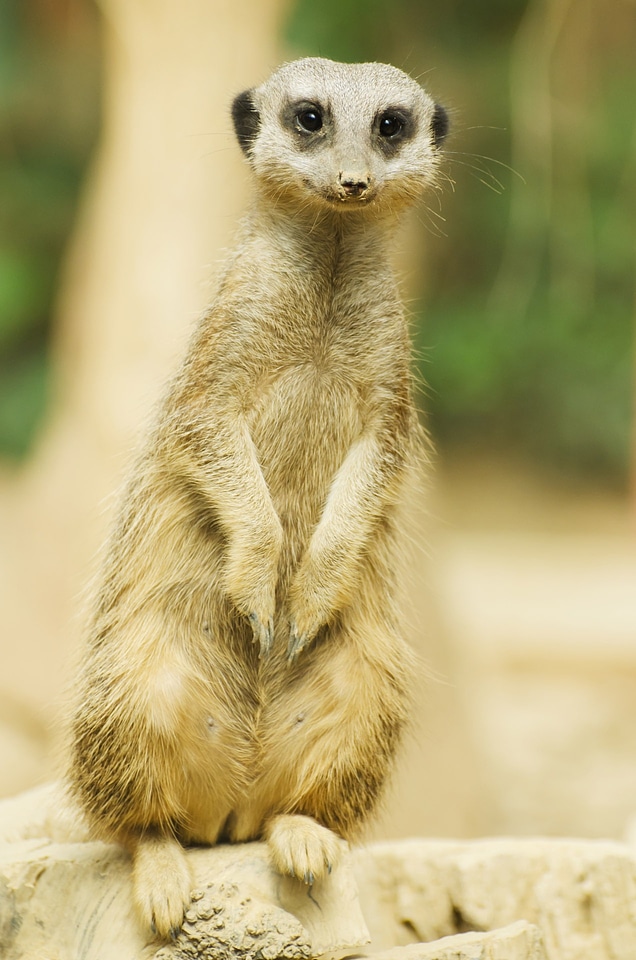 A meerkat sitting upright in the sunlight