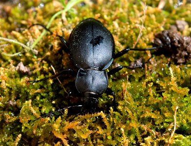 Carabus coriaceus cerisyi photo