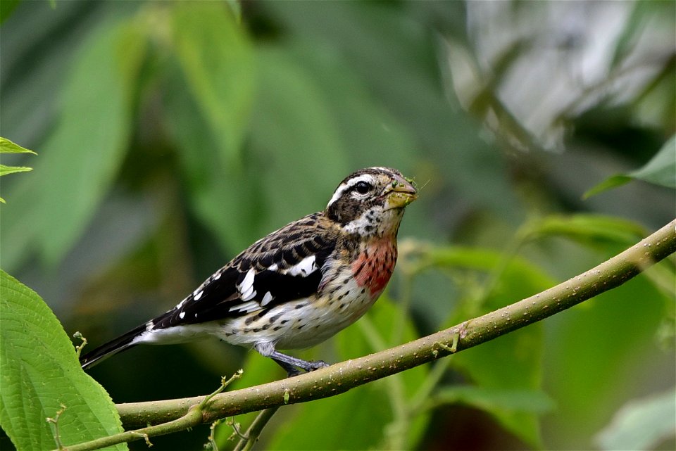 Pheucticus ludovicianus (Picogordo degollado) - Hembra