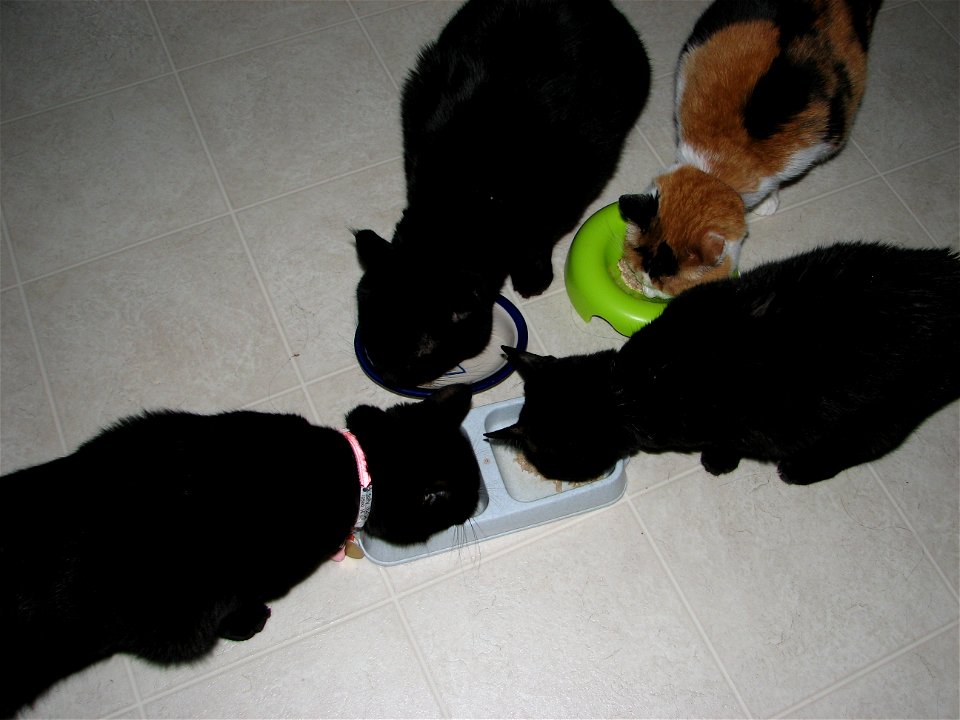 Sally no tiene miedo de Pepper