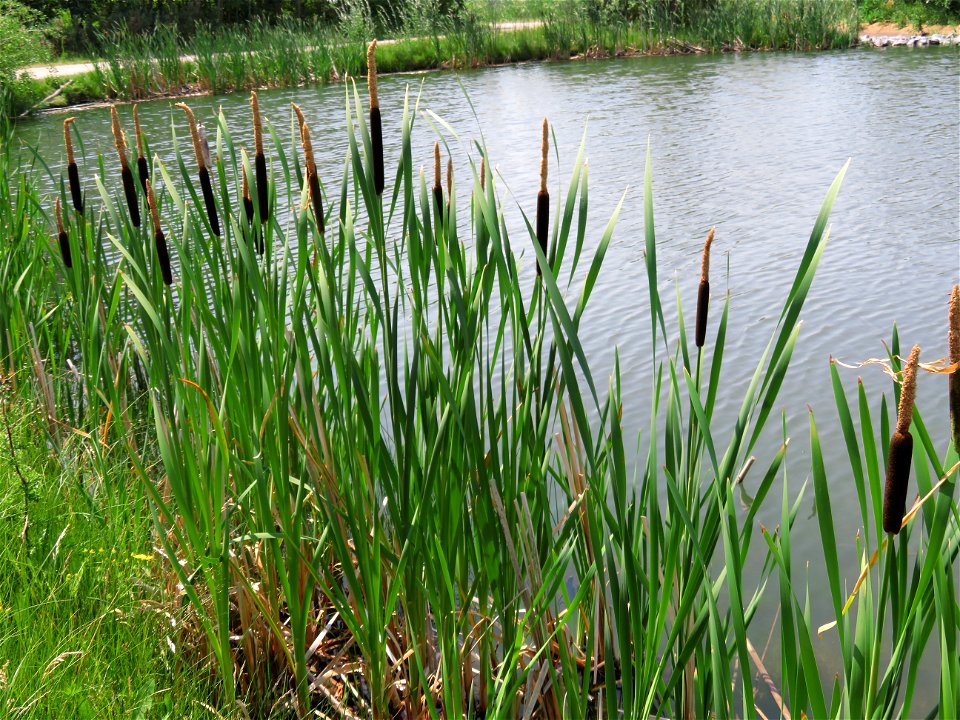 Bulrushes by a pond on my bike ride