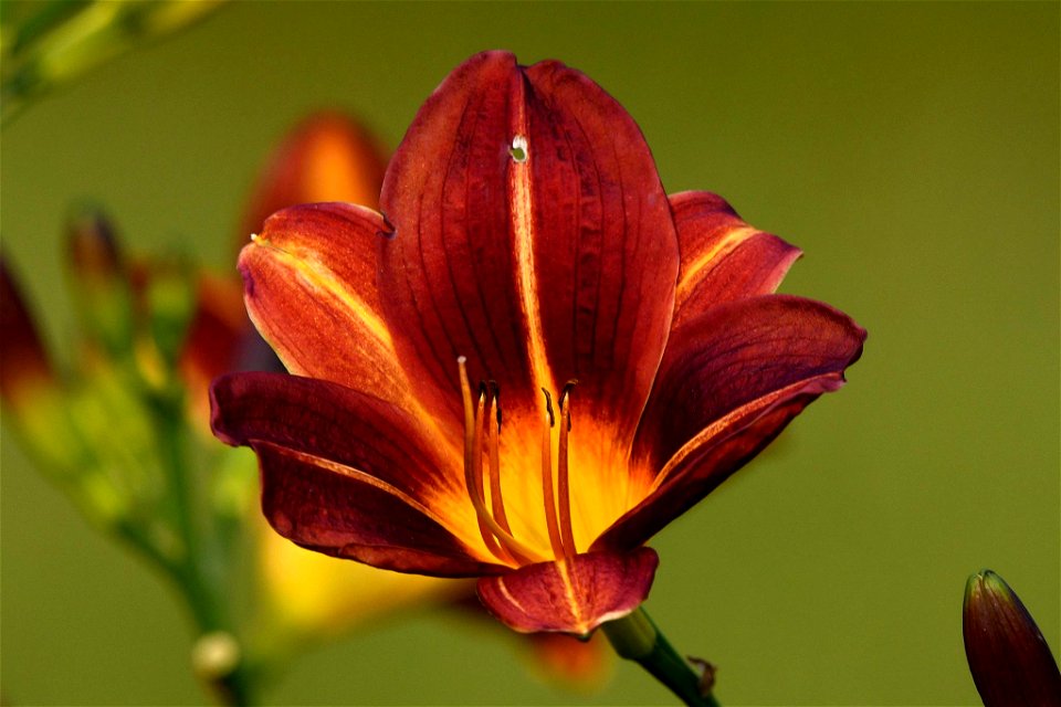 Hemerocallis sp. Lirio de un día.