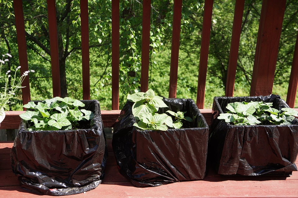 A row of rich green pot plants