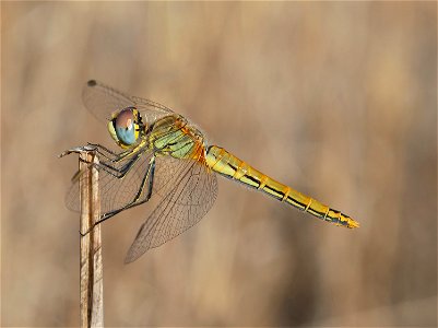 Nomad (Sympetrum fonscolombii) photo