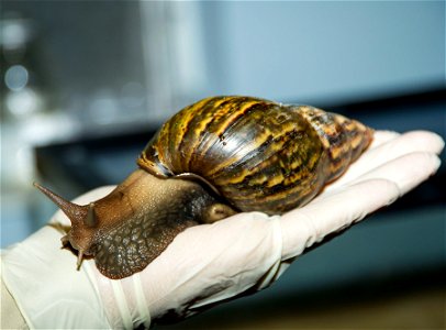20120110-APHIS-RAE-007-130