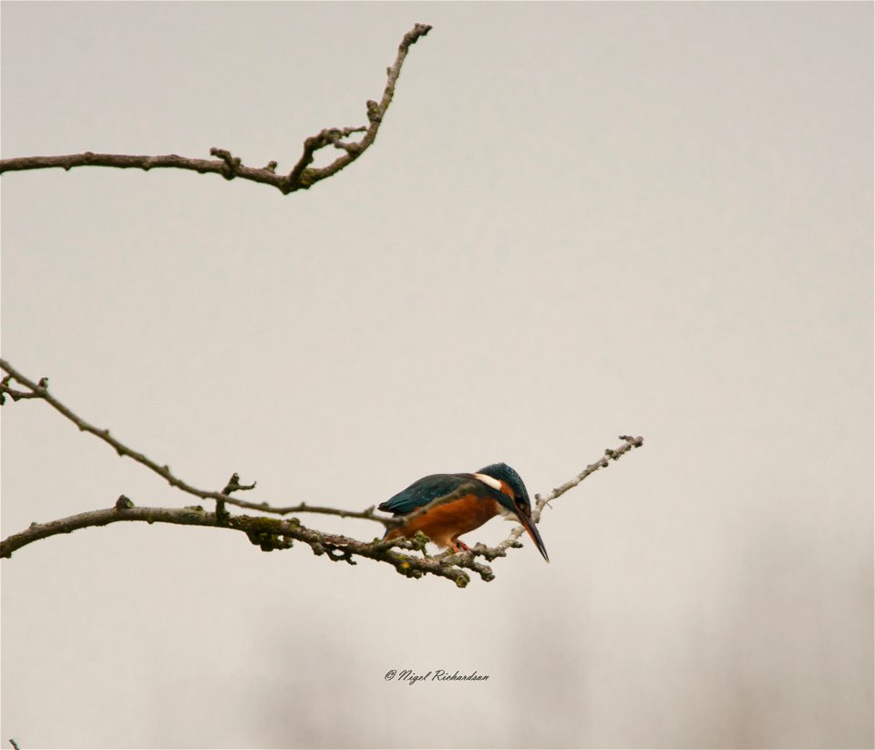 Female kingfisher