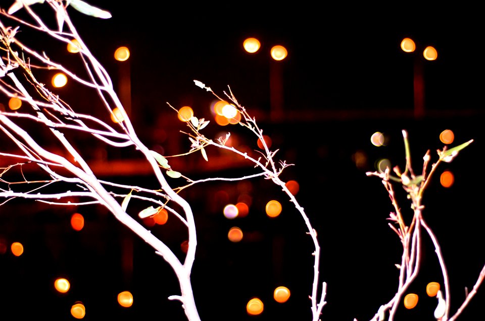 _dsc1561-1_23903679784_o -