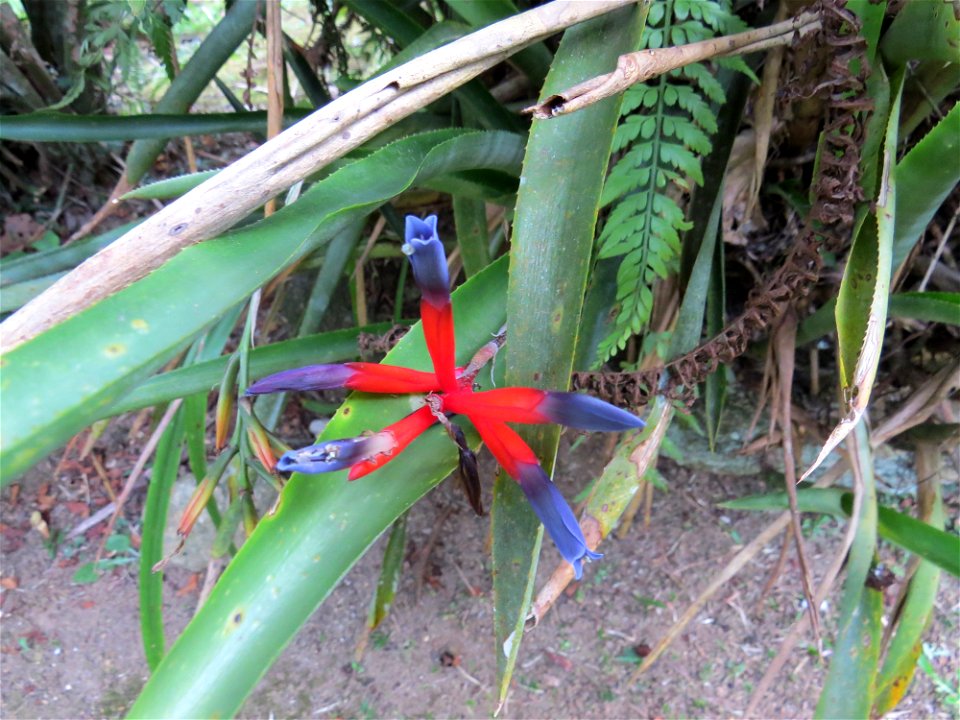 Quesnelia liboniana (De Jongle) Mez