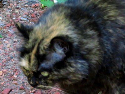 Mischa on the prowl