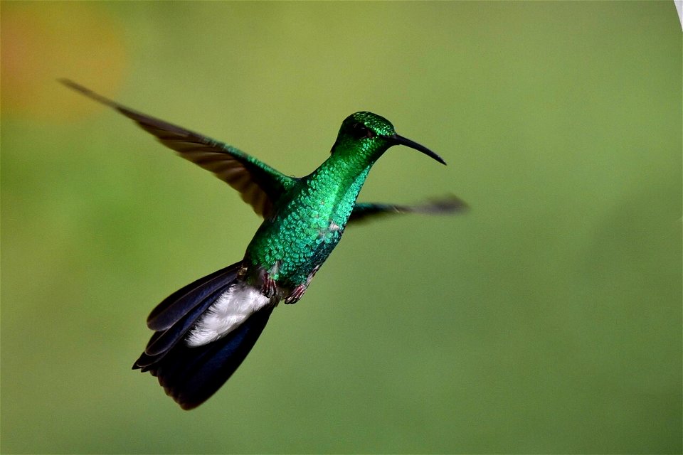 Chalybura buffonii - Colibrí de Buffon