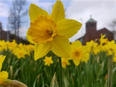 Daffodil photo