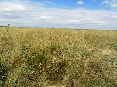 Prairie Grasslands photo