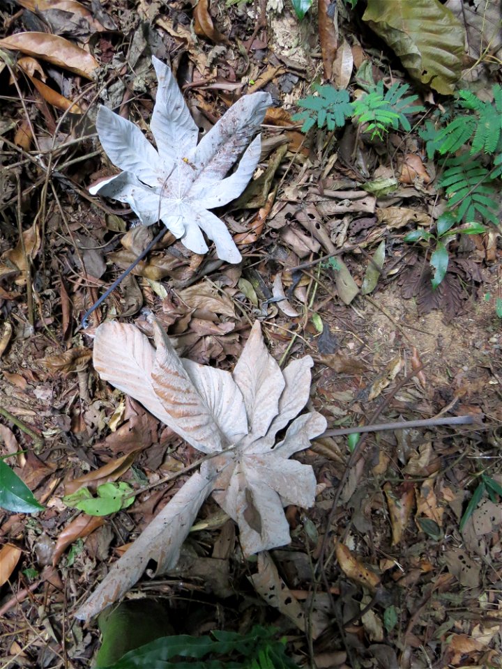 Cecropia hololeuca Miq.
