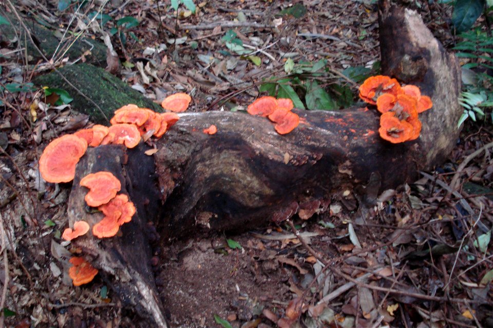 Pycnoporus sanguineus photo