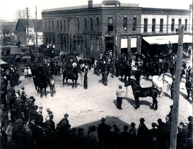 Percheron Horses