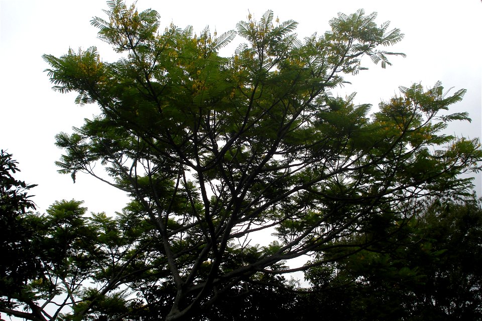 Guapuruvu - Schizolobium parahiba