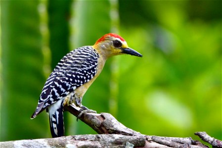 Melanerpes rubricapillus (Carpintero habado)
