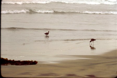 1975-08-CALI-TorreyPines-beach-01