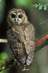 Northern Brown Spotted Owl Adolescent photo