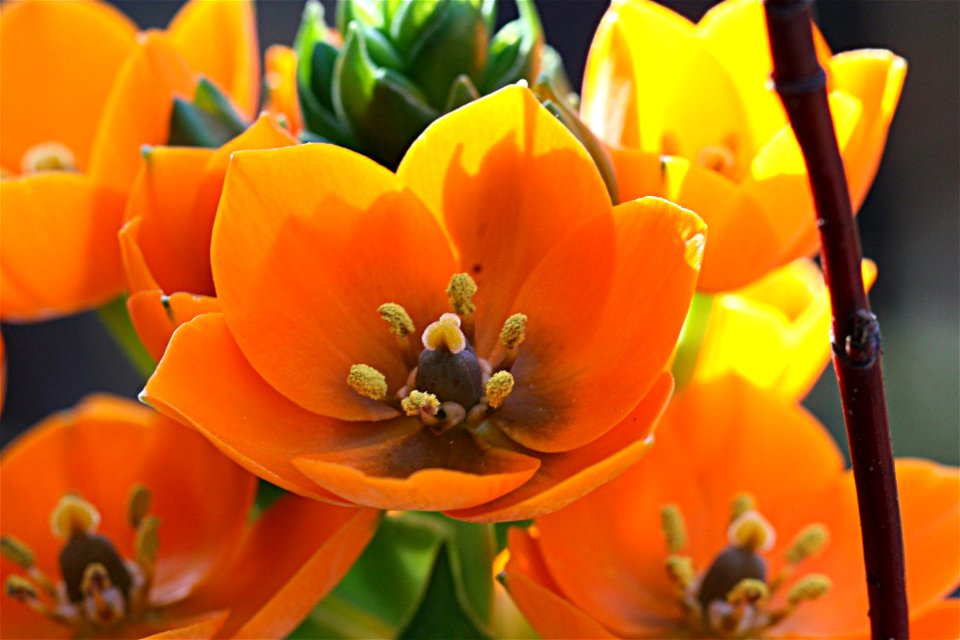 Ornithogalum dubium - Gärtnertod, Milchstern, Stern von Bethlehem