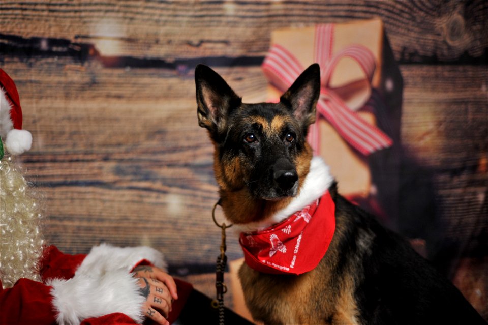 City of Elderly Love Claus for Paws Fundraiser