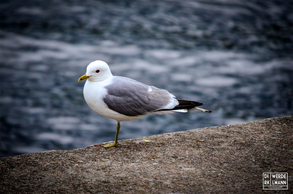 single leg seagull