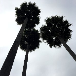 Cambodia