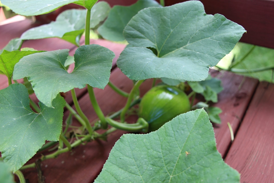 Growing pumpkins in organic vegetable garden