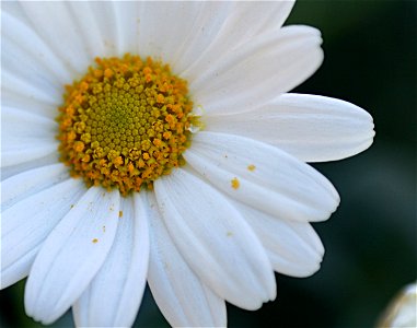 Margerite - Leucanthemum photo