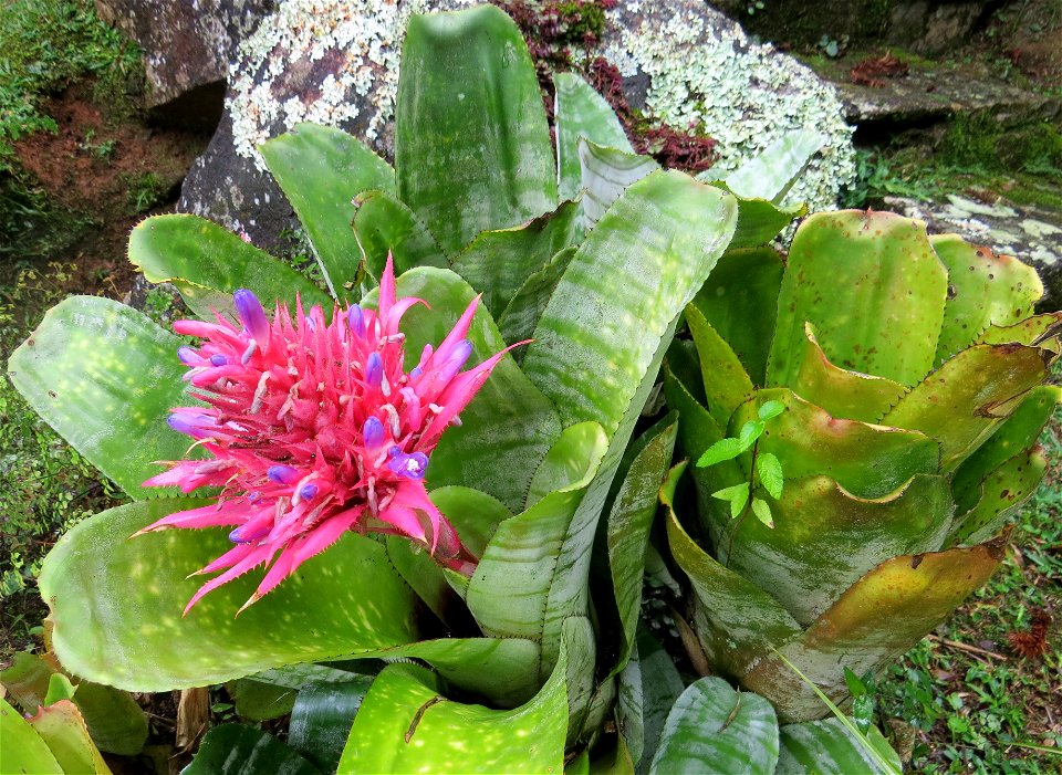 Aechmea fasciata (Lindl.) Baker