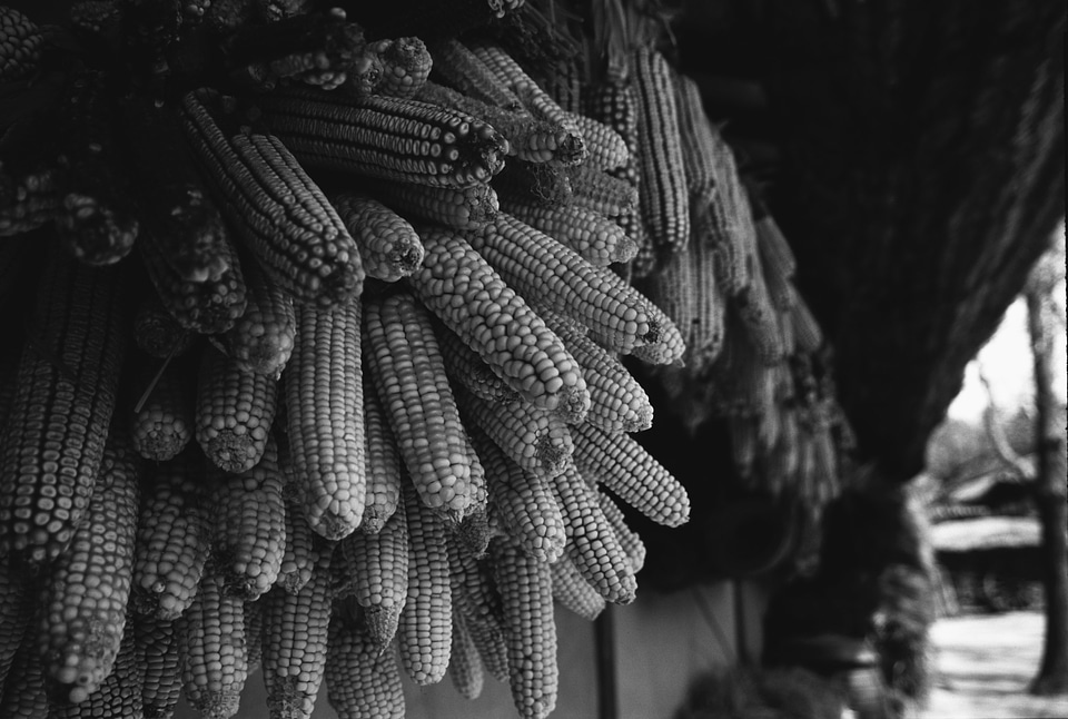 drying corn hung under the eaves
