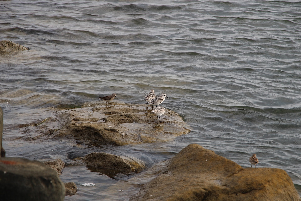 Various species of seagull drinking water in a stream
