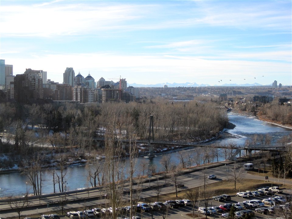 Flock Of Geese Leaving Downtown Calgary