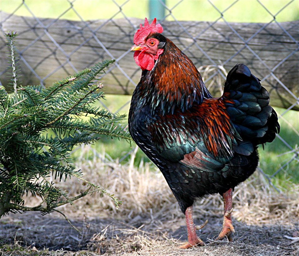 Zwergbarnevelder Hahn