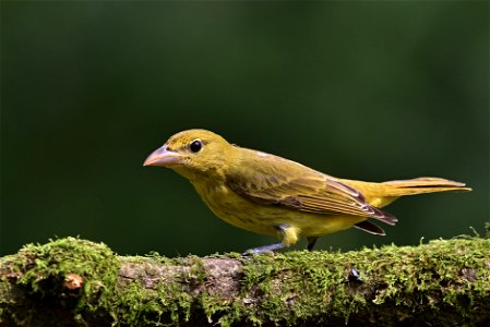 Piranga rubra (1)