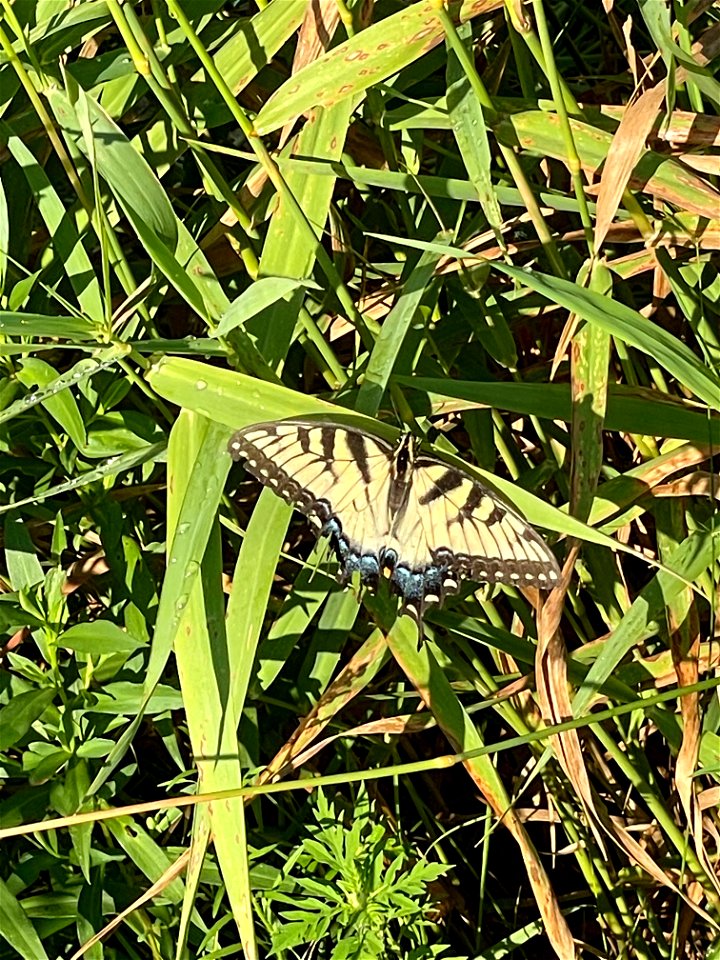Crow Wing River park Minnesota 2022 Aug
