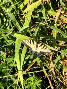 Crow Wing River park Minnesota 2022 Aug
