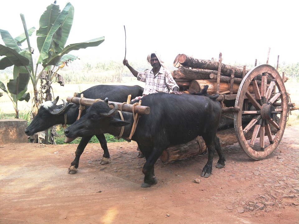 Cart pulled by ox photo