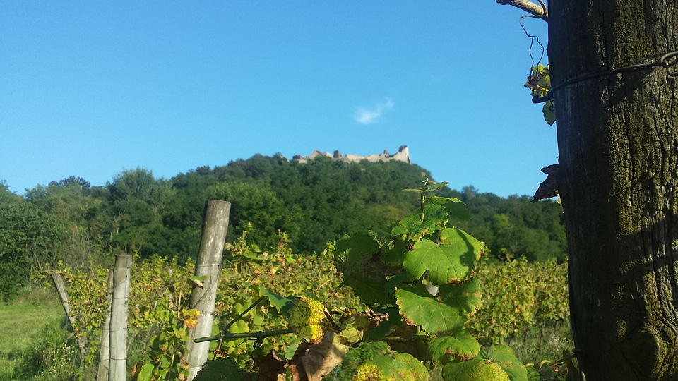 Castle Above the Vineyard