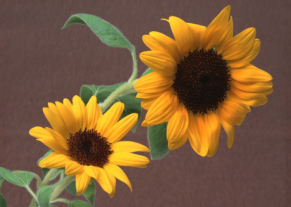 Sunflower brown background