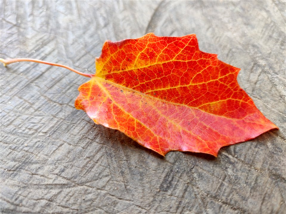 Red leaf on trunk