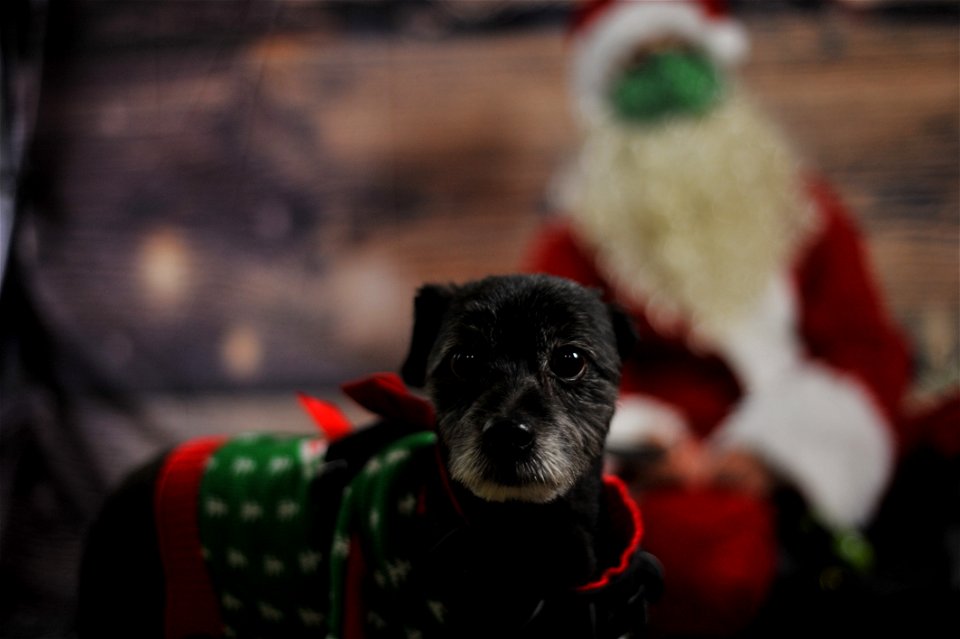 City of Elderly Love Claus for Paws Fundraiser