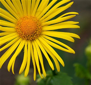 Doronicum orientale